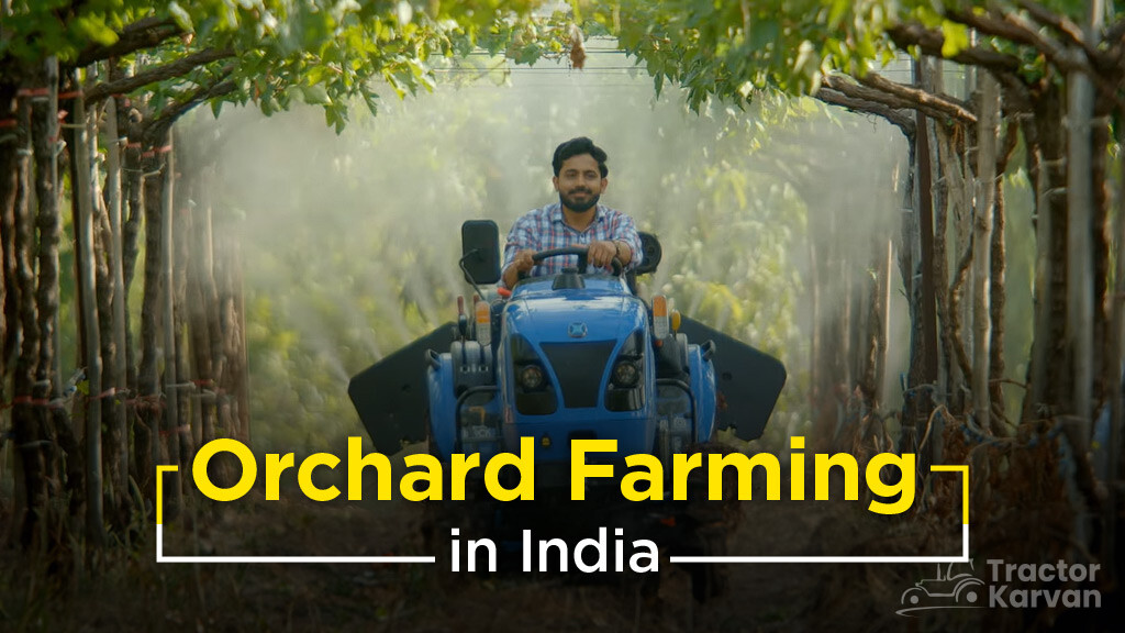 Orchard Farming in India: Types and Importance