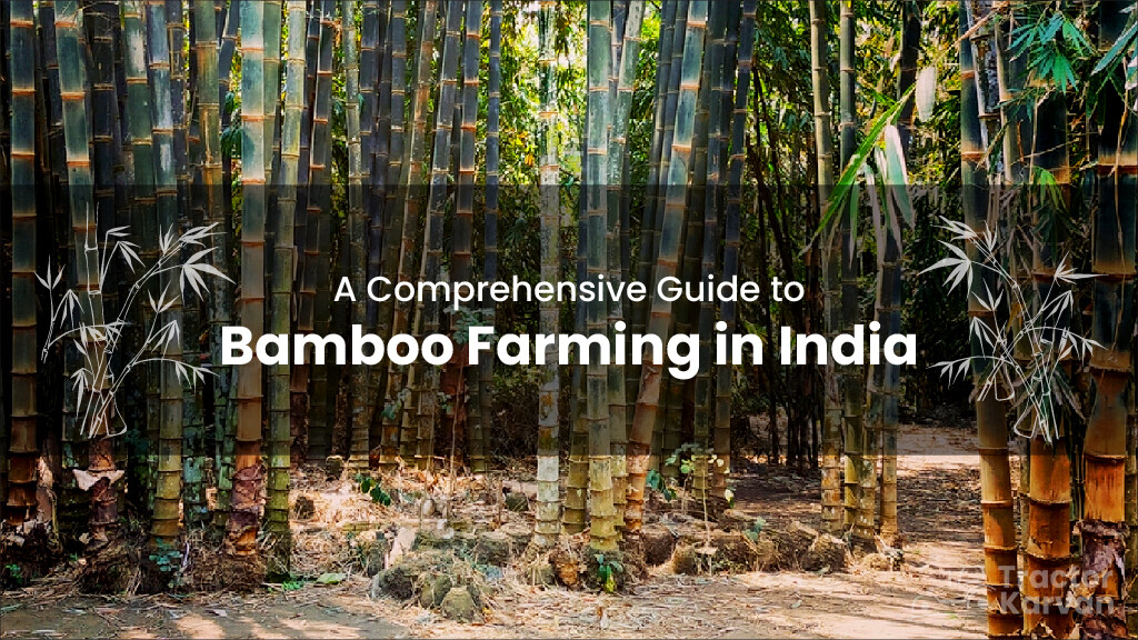 A Comprehensive Guide to Bamboo Farming in India