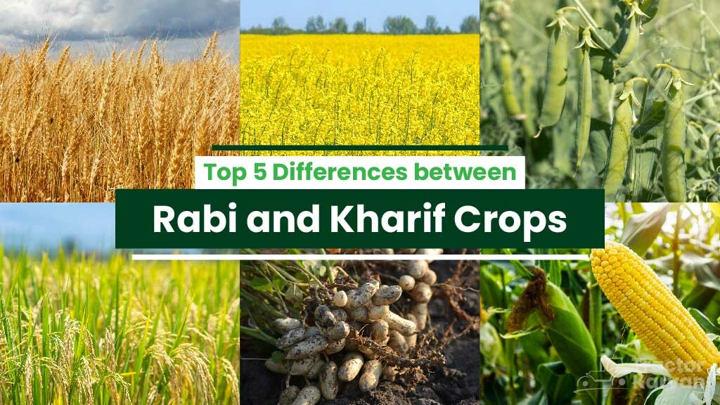 Top 5 Differences between Rabi and Kharif Crops in India