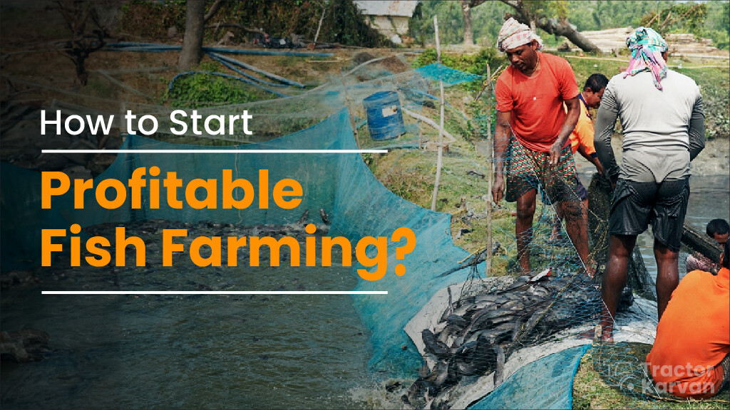 How to Start a Profitable Fish Farming Business in India?