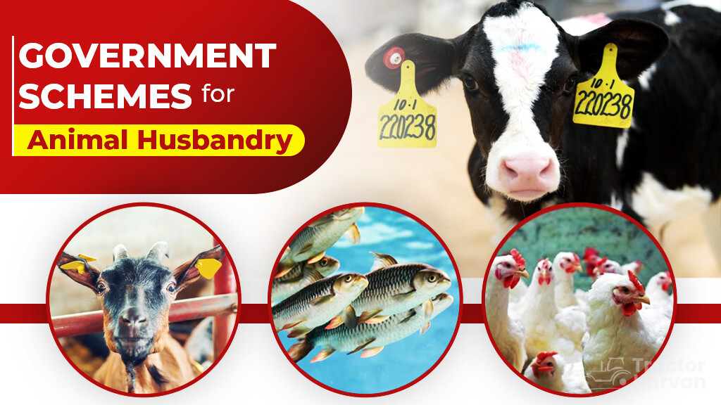 Know About Government Schemes to Promote Animal Husbandry in India