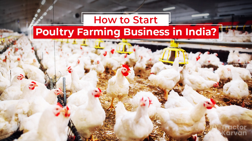 How to Start Poultry Farming Business in India?