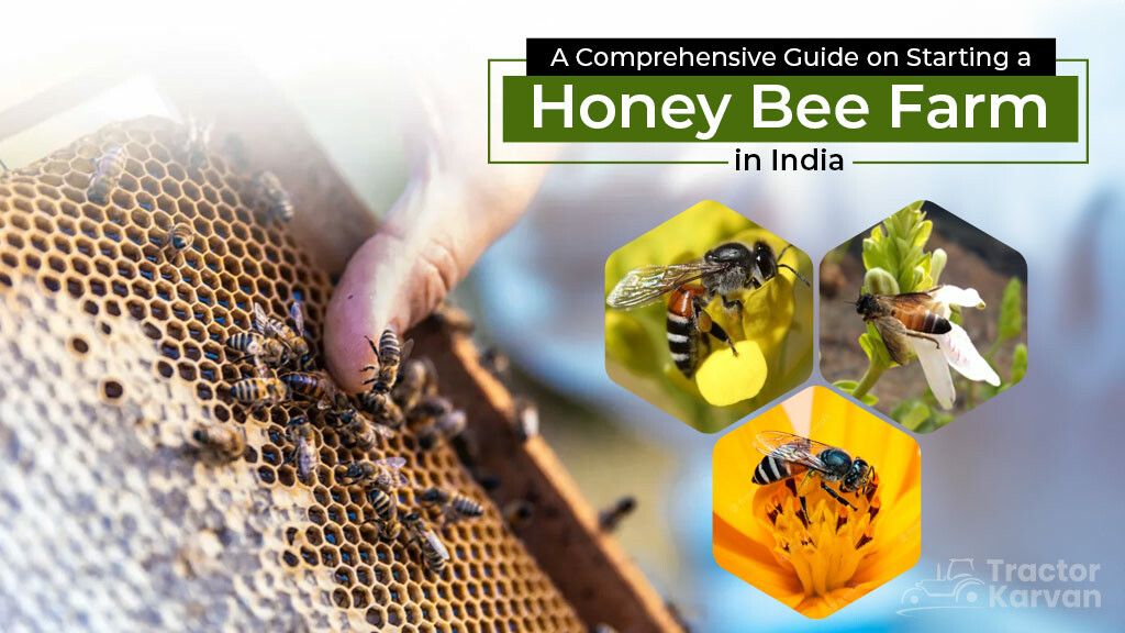 A Comprehensive Guide to Starting a Honeybee Farm in India