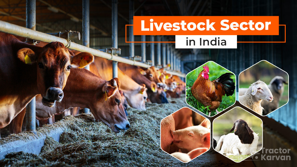 Livestock Sector in India: Importance, Types and Present Status