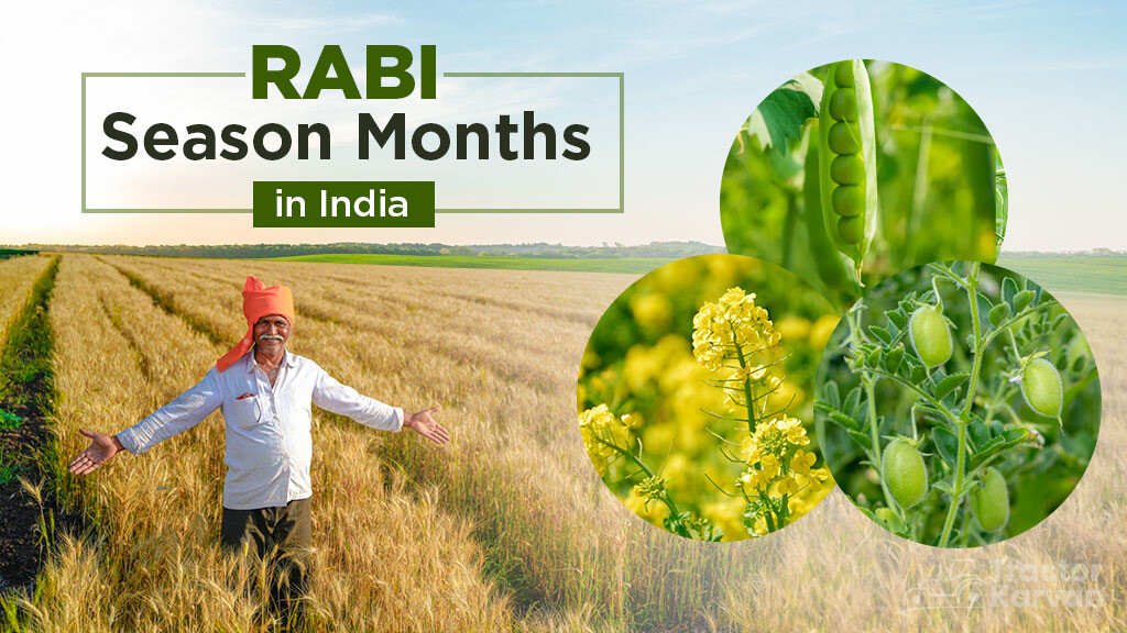 Rabi Season Months in India - Crops Grown & Importance