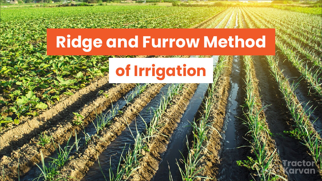 Ridge and Furrow Method of Irrigation