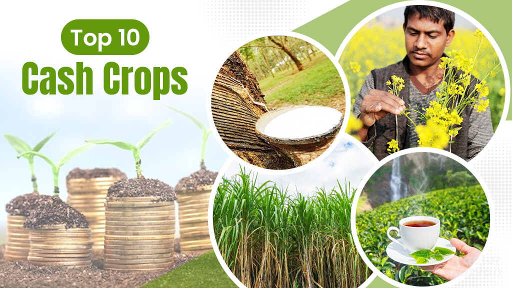 Top 10 Cash Crops in India in 2023: List of Best Commercial Crops