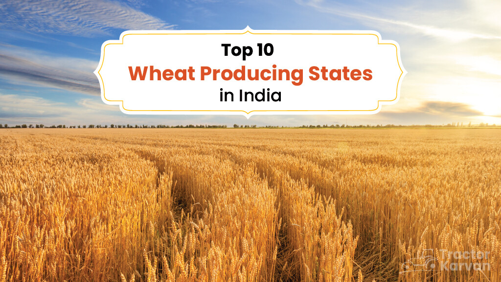 Top 10 Wheat Producing States in India in 2023