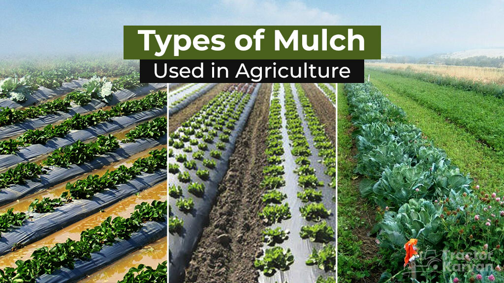 Different Types of Mulch Used in Agriculture – A Complete List