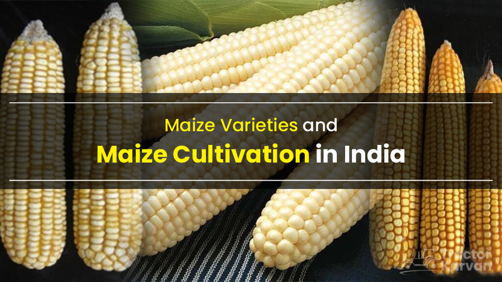 Varieties of Maize Crop and Maize Cultivation in India