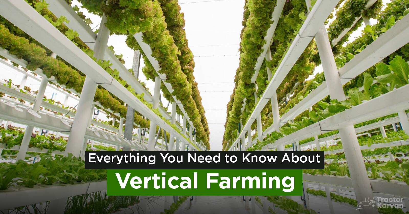 Everything You Need to Know About Vertical Farming in India