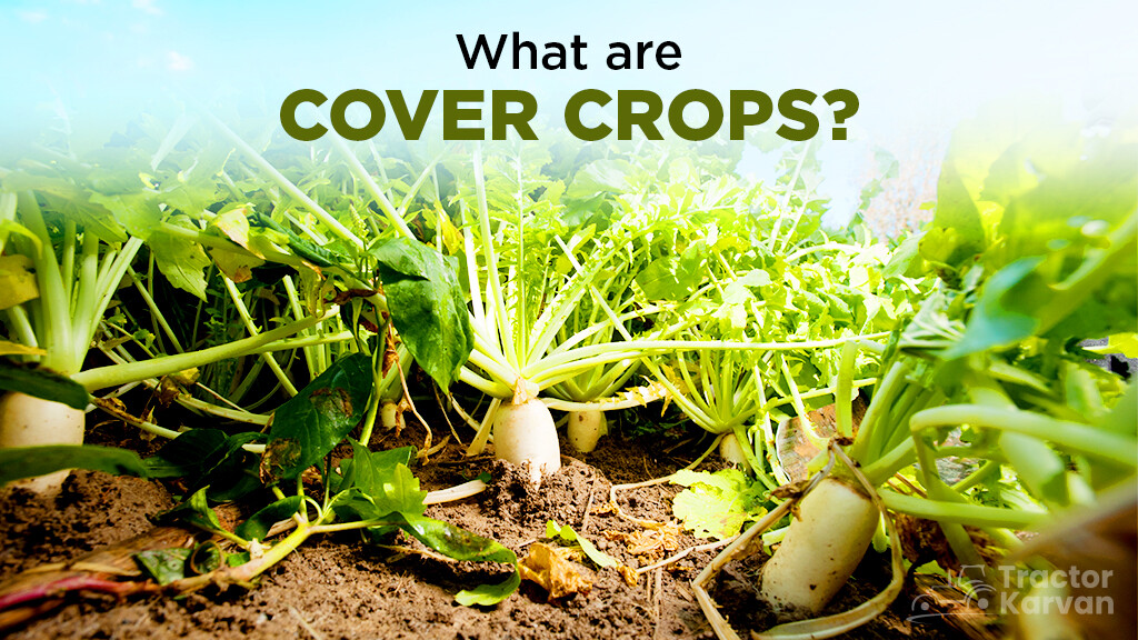 What are Cover Crops? Its Meaning, Types and Benefits