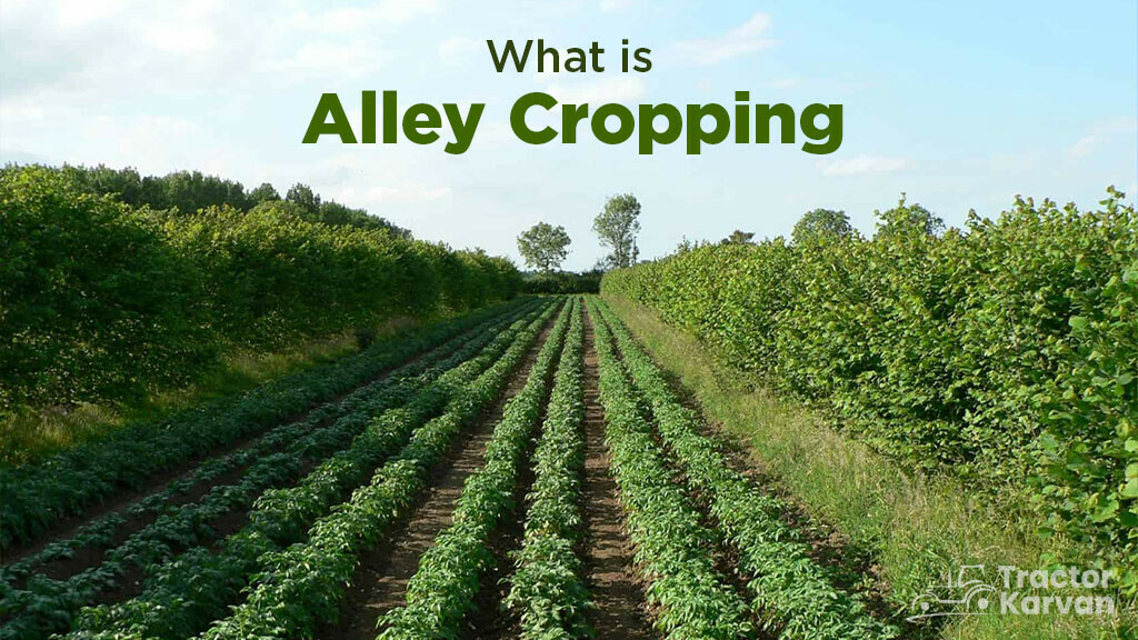 What is Alley Cropping: Its Meaning, Importance and Advantages