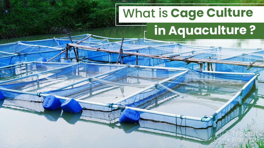 What is Cage Culture in Aquaculture and Its Importance in India