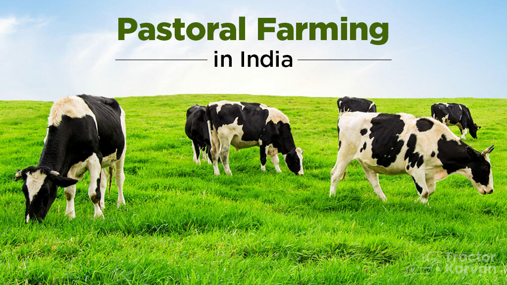 The Ultimate Guide to Pastoral Farming in India: Everything You Need to Know