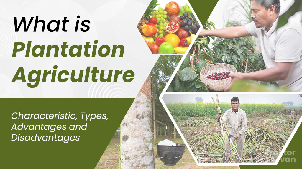 What is Plantation Agriculture: Characteristic, Types, Advantages, and Disadvantages