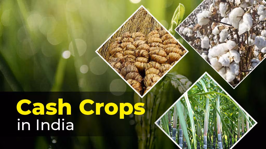 Cash Crops - Meaning, Types and Importance