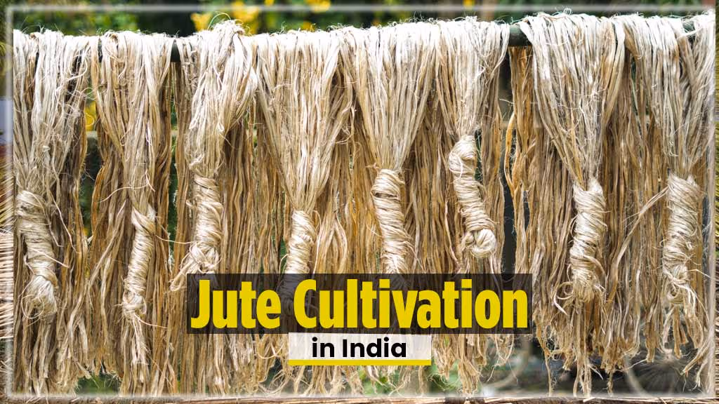 Jute Cultivation in India – A Comprehensive Guide