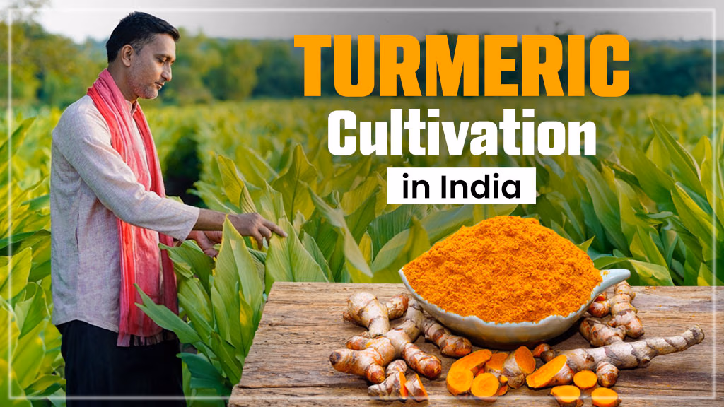 Turmeric cultivation in India