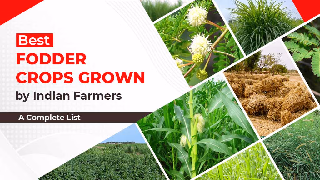 Best Fodder Crops grown by Indian Farmers: A Complete List