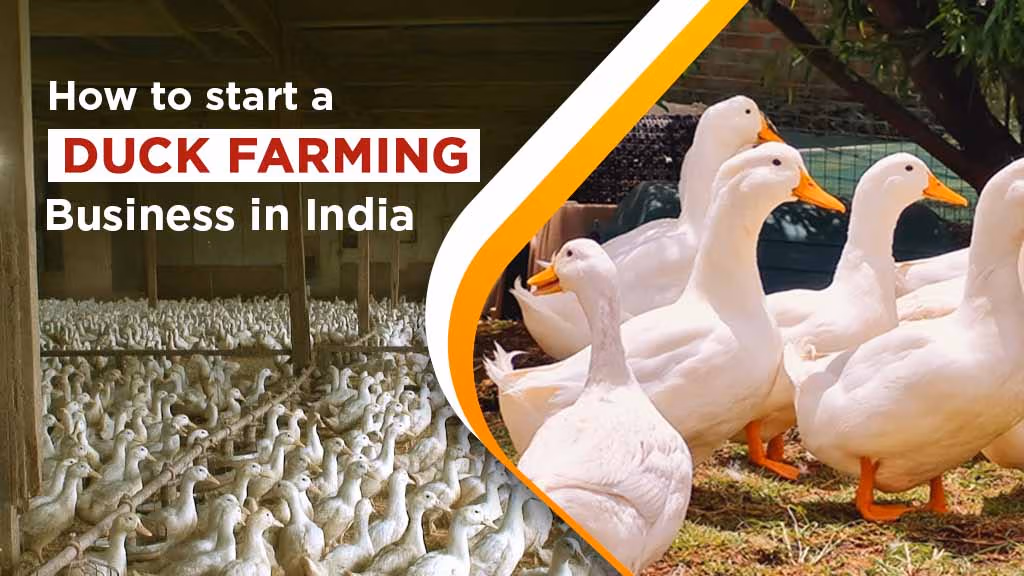 How to Start a Duck Farming Business in India?
