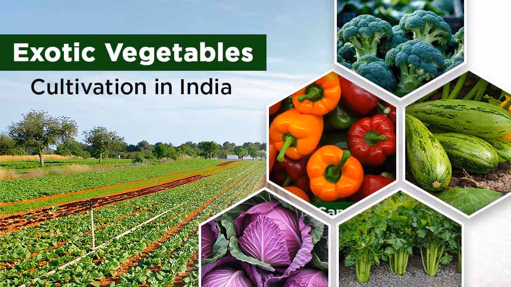 Exotic Vegetables Cultivation in India: Popular Exotic Vegetables