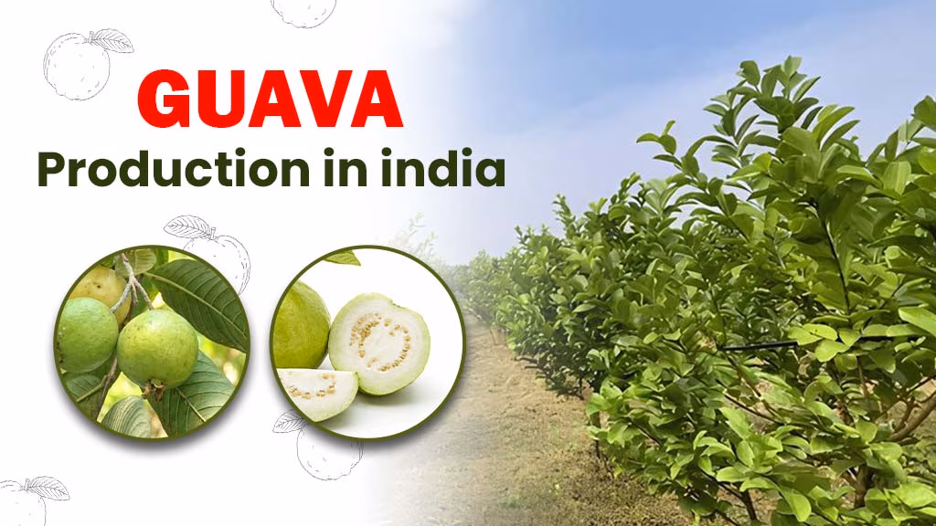 Guava Production in India: Benefits and Step-by-Step Cultivation Process