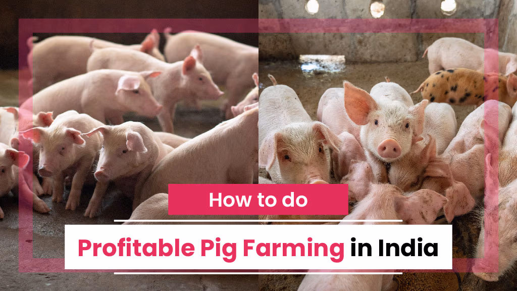How to do Profitable Pig Farming in India - A Comprehensive Guide