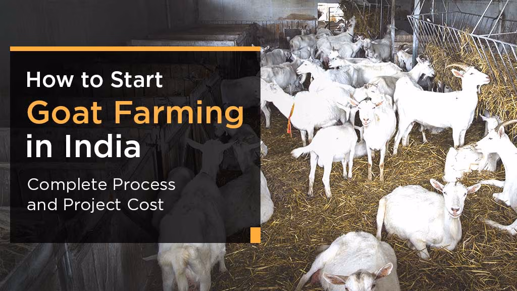 How to Start Goat Farming in India: Complete Process and Project Cost