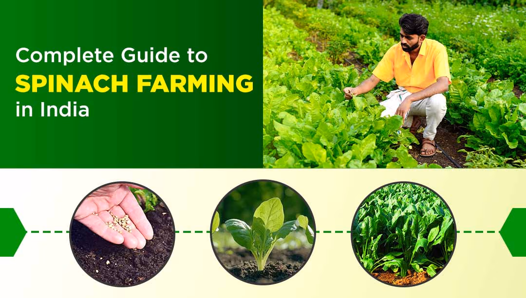 Complete Guide to Spinach Farming in India: Varieties, Importance & Best Practices