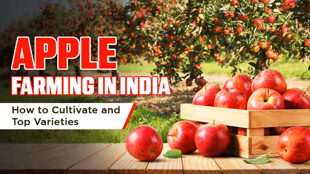 Apple Farming in India: How to Cultivate and Top Varieties