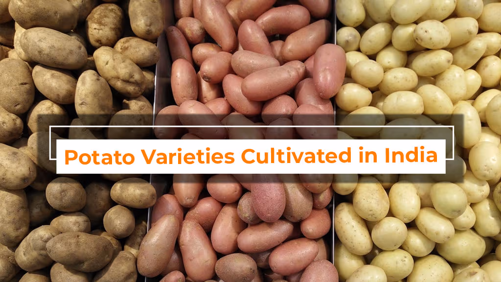 Top 10 Potato Varieties Cultivated in India