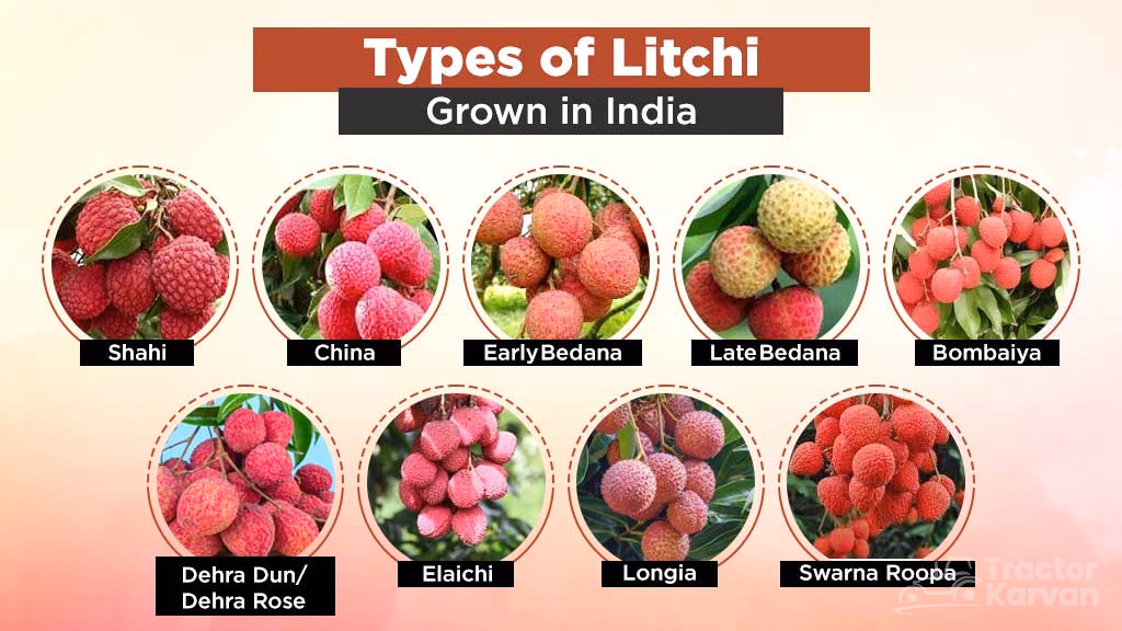 Litchi Cultivation - Different variety of litchi