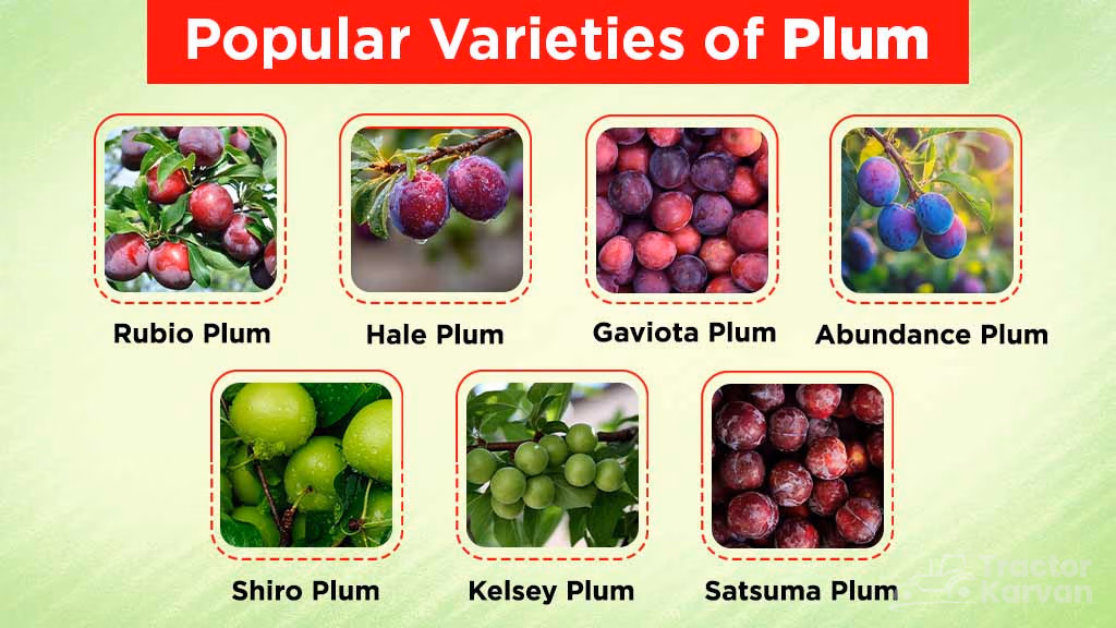 Plum Farming in India