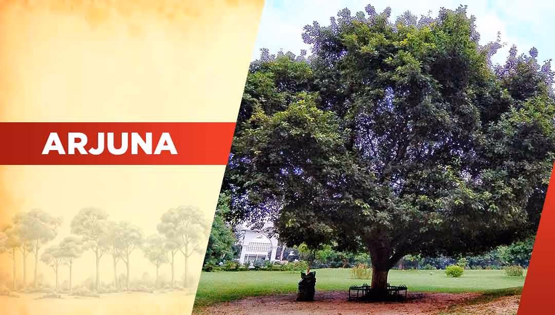 Top Oxygen Producing Trees- Arjuna