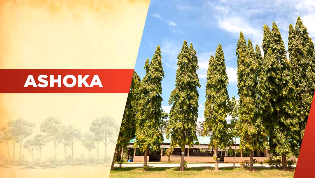 Top Oxygen Producing Trees- Ashoka