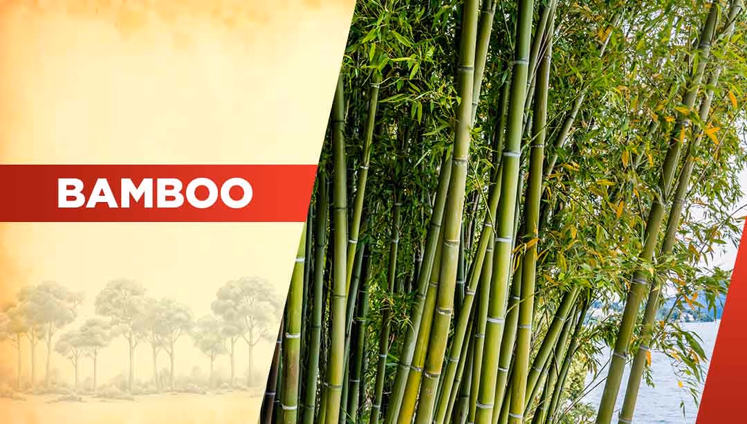Top Oxygen Producing Trees- Bamboo