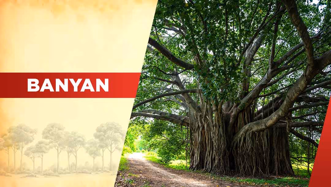 Top Oxygen Producing Trees-Banyan tree
