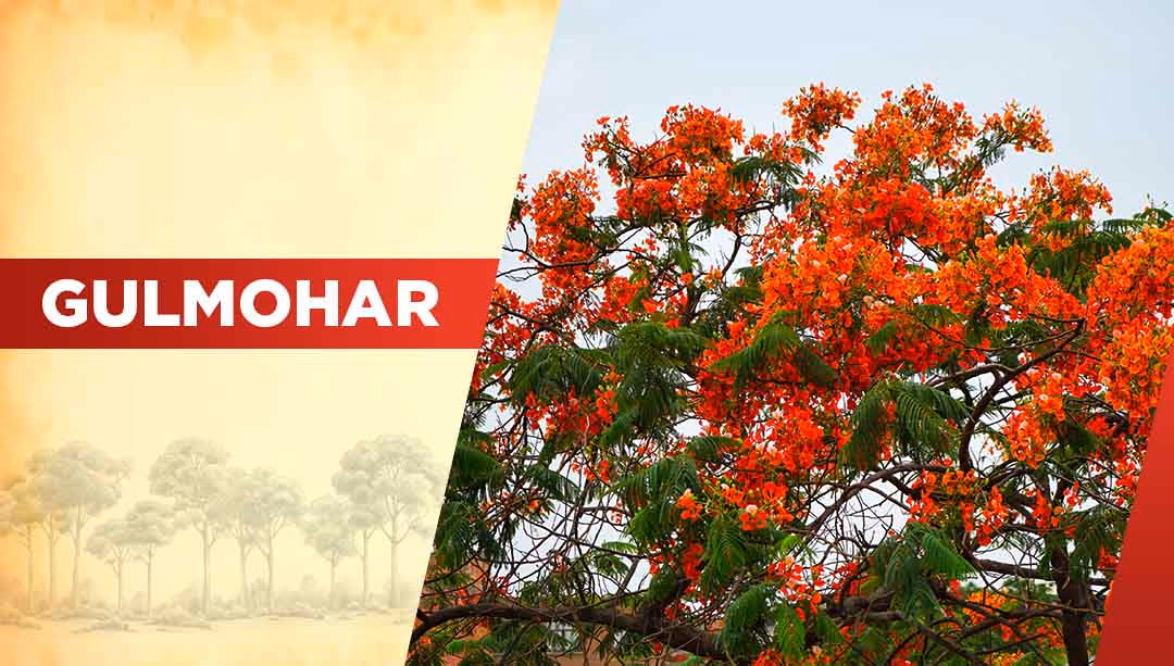 Top Oxygen Producing Trees- Gulmohar