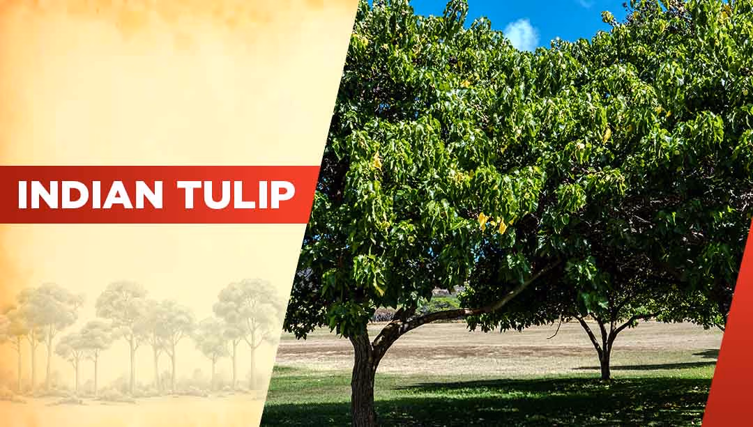 Top Oxygen Producing Trees-Indian Tulip