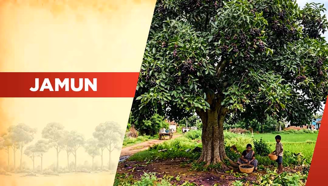 Top Oxygen Producing Trees- Jamun