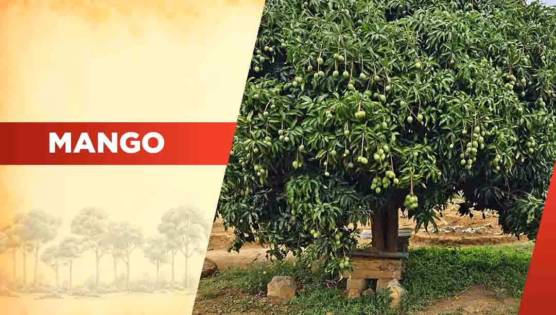 Top Oxygen Producing Trees- Mango