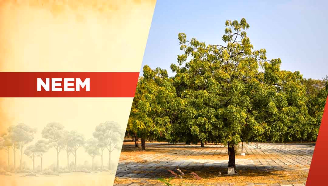 Neem