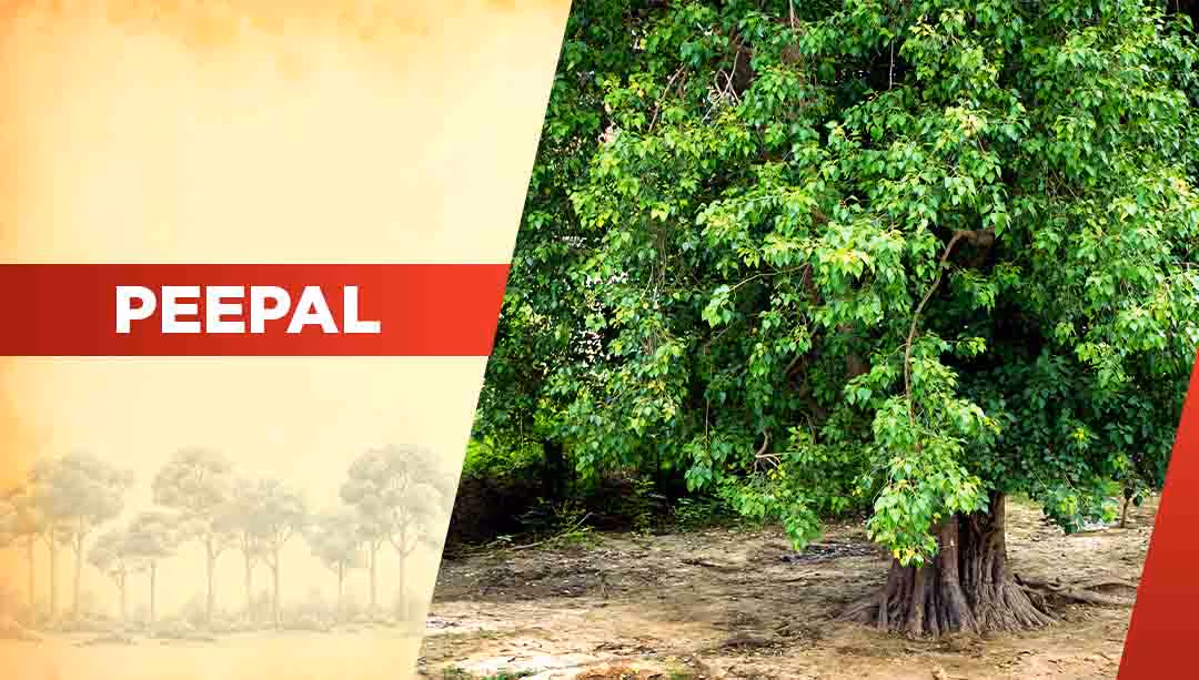 Top Oxygen Producing Trees- Peepal