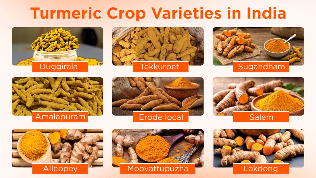 Turmeric Crop Varieties in India