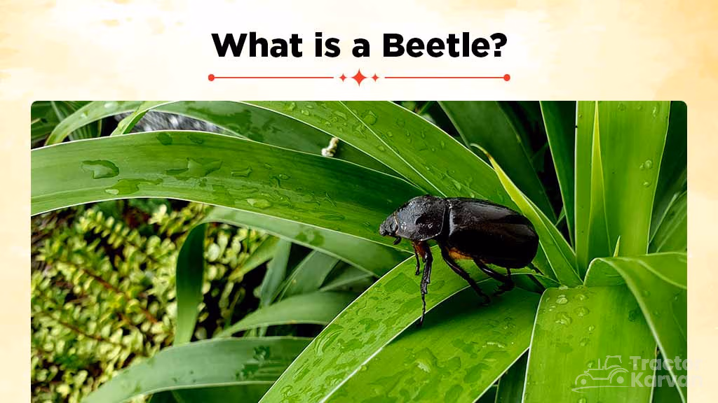 Beetle Management in Plants - What is a Beetle