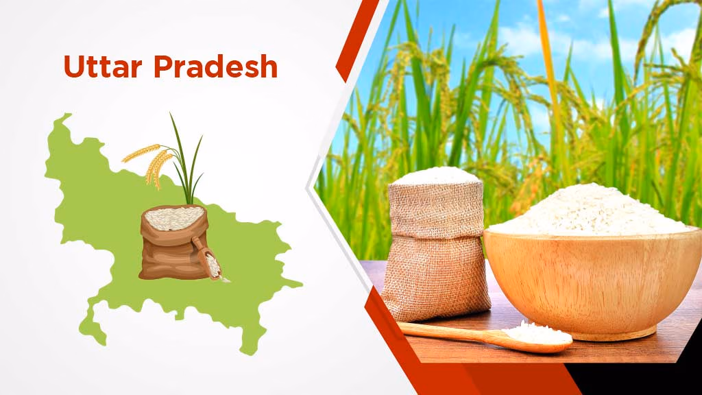 Top Rice Producing States in India - Uttar Pradesh