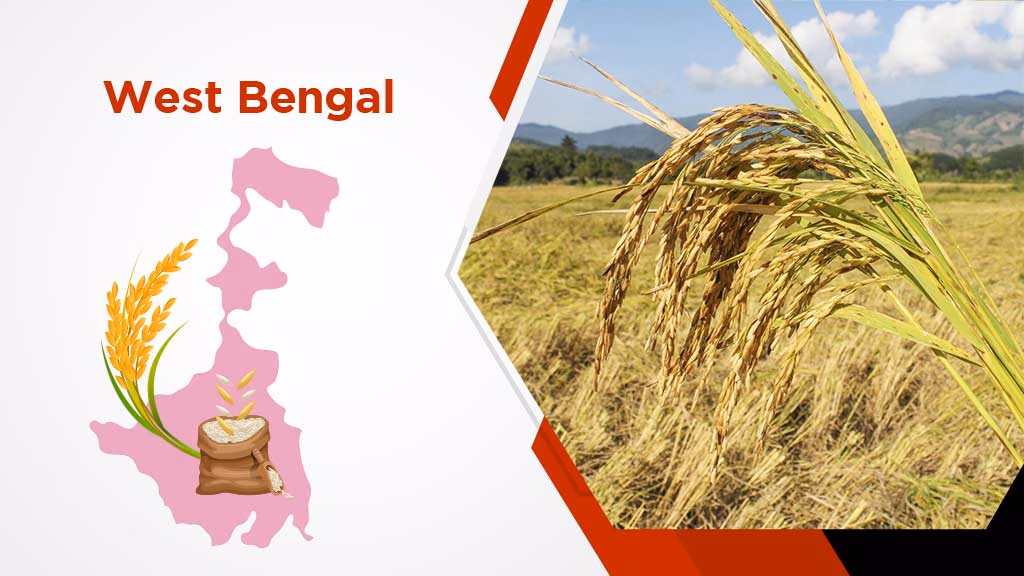 Top Rice Producing States in India - West Bengal