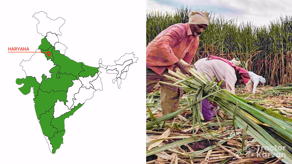 Top Sugarcane Producing State in India - Haryana