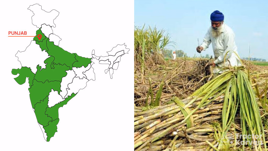 Top Rice Producing States in India - Punjab
